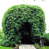 Koje biljke penjačice posaditi u blizini sjenice